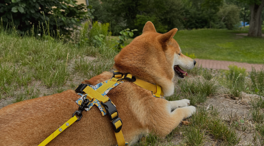 Kuidas koerad õpivad: mis toimub koerte ajus, kui nad uusi asju õpivad?